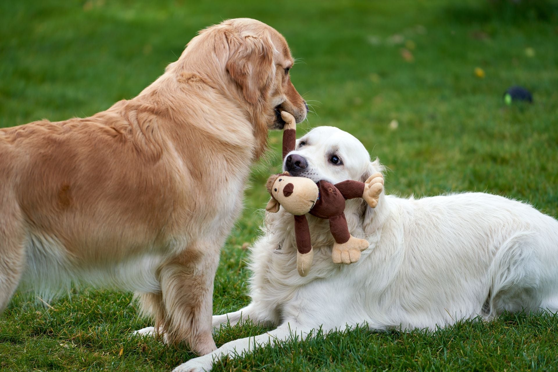 Pet Essentials