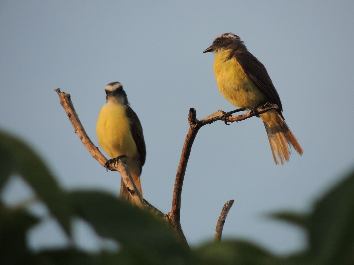 Birds